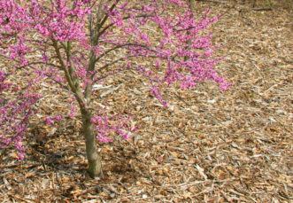 Wood chip mulch is a coarse-textured, ground up, bark and wood mulch. It is typically less expensive than shredded hardwood bark mulch or pine needles.