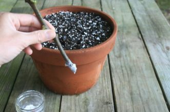 Rooting hormone was applied to the base of this fig cutting to improve rooting success. Insert the cutting into a pre-dibbled hole in the media gently to avoid removal of the rooting powder