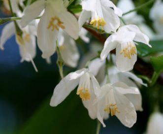 Close-up of two-winged silverbell (Halesia diptera) blooms with flower petals only fused together near their base.