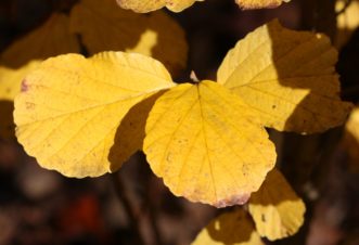 Witch hazel (Hammelis x intermedia) fall foliage with chromate-yellow carotenoid pigments.