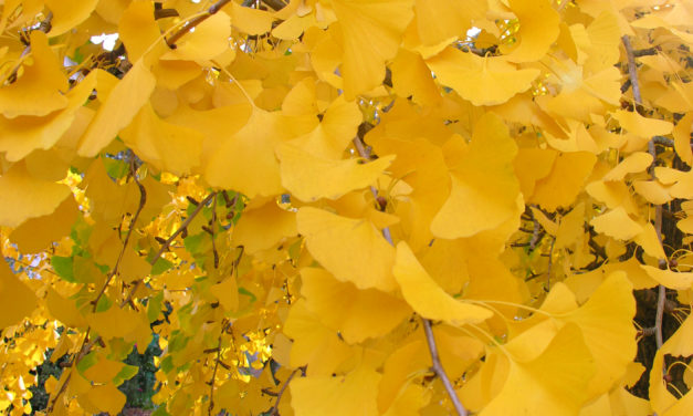 Ginkgo or Maidenhair Tree