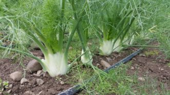 Fennel (Foeniculum vulgare) is anise-scented and is used for flavoring fish, teas, and sausages.