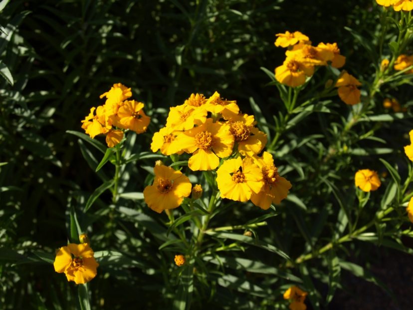 Mexican tarragon or mint marigold (Tagetes lucida) is a heat- and drought-tolerant substitute for true tarragon.