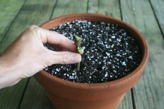 Four to five inches of the cutting should be below the soil line, with the top inch or two of stem exposed. Maintain even soil moisture around the cuttings until rooting occurs