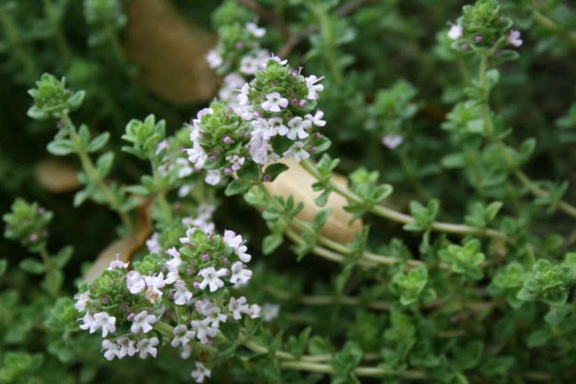 Thyme (Thymus species) is widely used to season many different foods due to the wide variety of flavor varieties available.