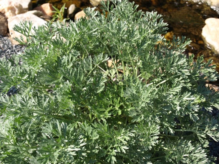 Wormwood (Artemisia absinthium) adds color and texture to the landscape and can be used as a moth repellent.