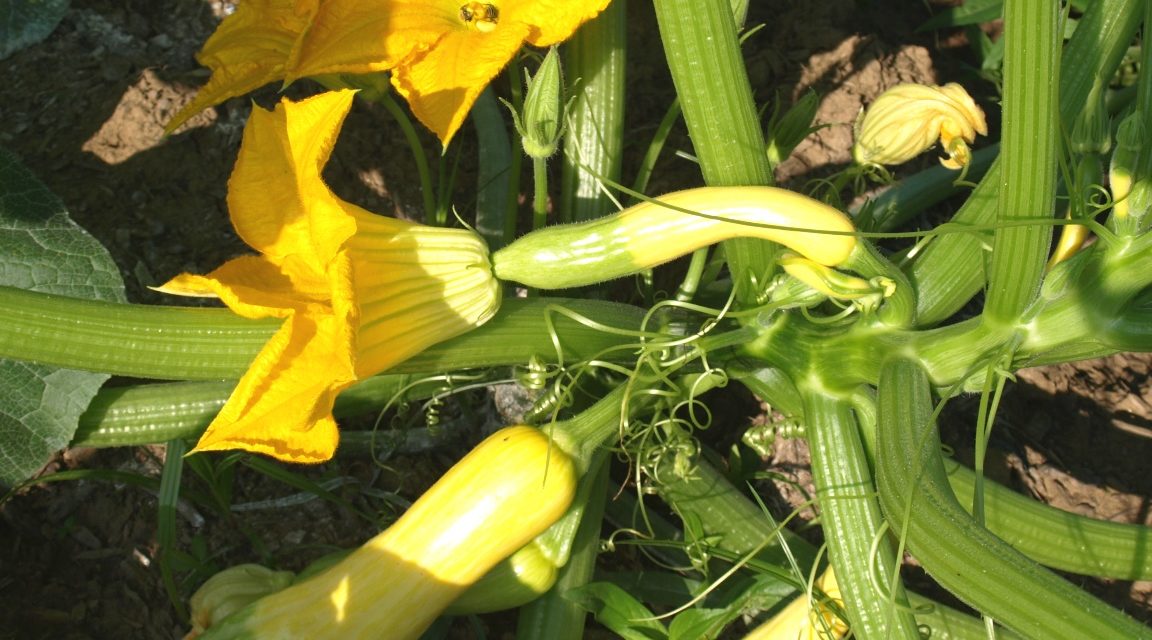 Zephyr squash is a hybrid between crookneck, delicata, and acorn squash. The fruit has a delicate, nutty flavor. Barbara H. Smith, ©2017 HGIC, Clemson Extension