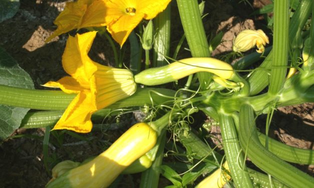Summer Squash