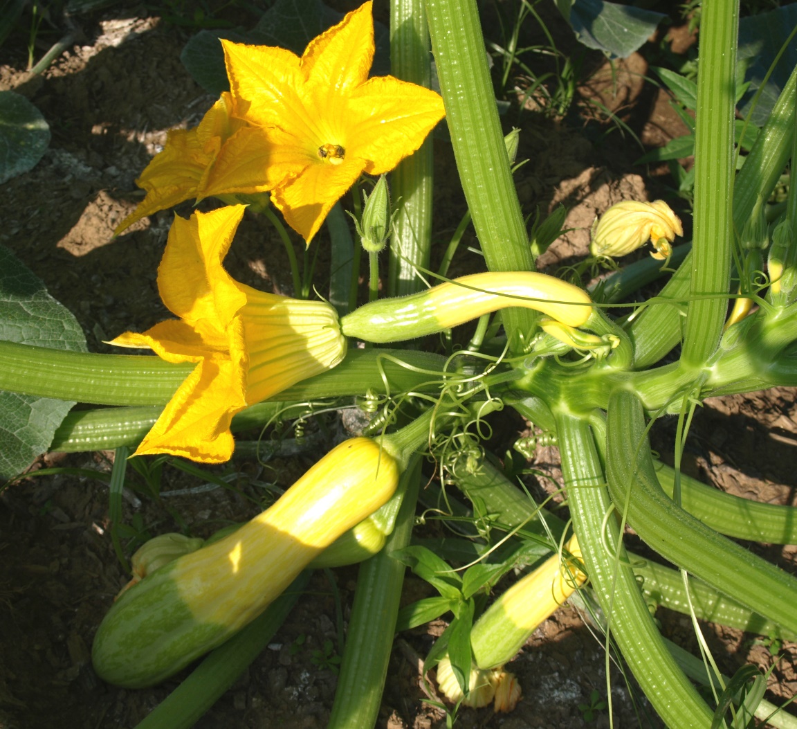 Image of Yellow summer squash plant with vines