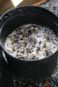 A clean 3-gallon nursery container makes a good, portable container for these hardwood cuttings of crape myrtle