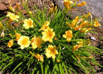 ‘Stella de Oro’ is one of the best known reblooming daylilies.