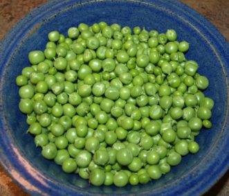 Eat, freeze, or can garden peas as soon as possible after harvest to ensure maximum flavor