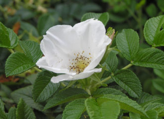Rosa rugosa ‘Alba’ grows best in the upstate