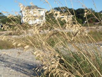 Sea oats