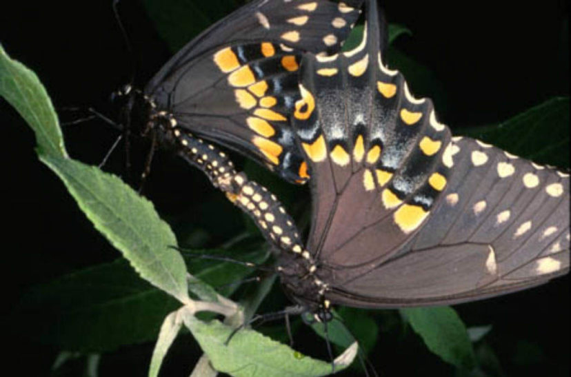 Male and female butterflies mate to produce offspring (eggs). Eastern Black Swallowtail butterflies (Papilio polyxenes) pictured.