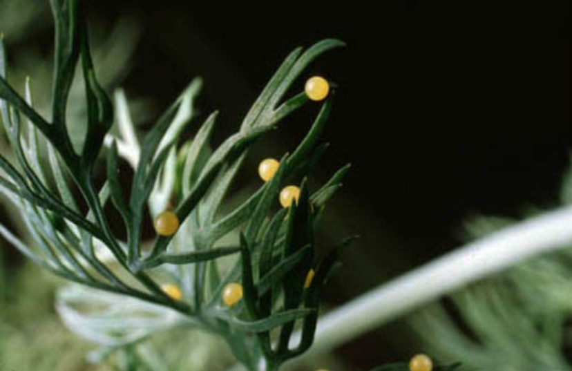 Butterfly eggs will develop into larvae (caterpillars). Eastern Black Swallowtail (Papilio polyxenes) butterfly eggs pictured.