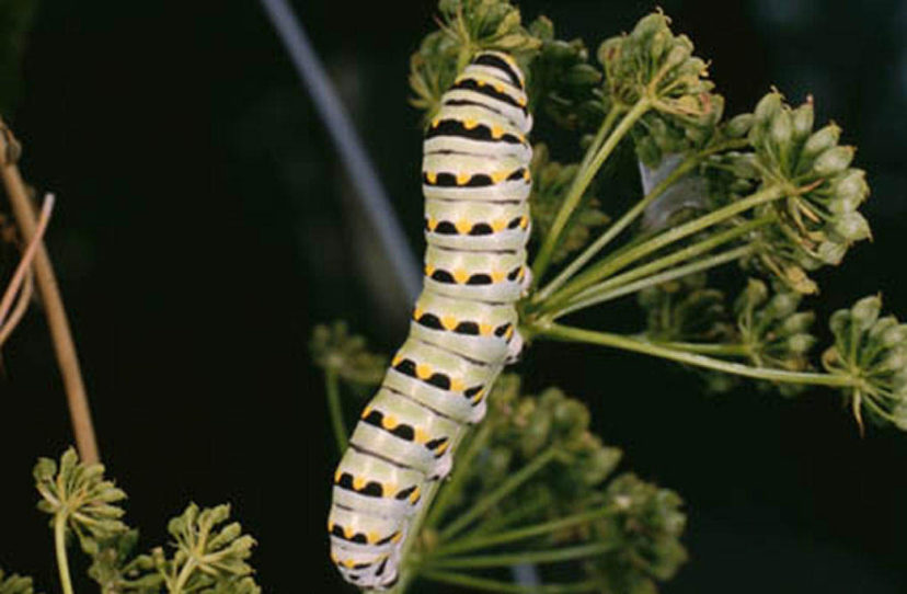 Caterpillars increase their size by feeding on plant foliage. Eastern Black Swallowtail (Papilio polyxenes) butterfly larva pictured.