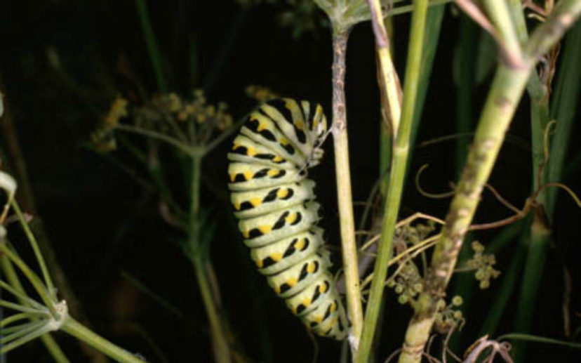After completing the caterpillar stage, the process of becoming a winged butterfly begins. Eastern Black Swallowtail (Papilio polyxenes) butterfly pre-pupa pictured.