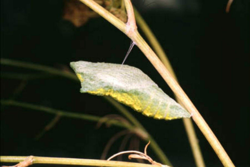 Many butterflies form a cocoon like structure. Eastern Black Swallowtail (Papilio polyxenes) butterfly pupa (chrysalis) pictured.