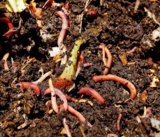 Worms converting kitchen scraps to compost.