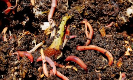 Worm Composting