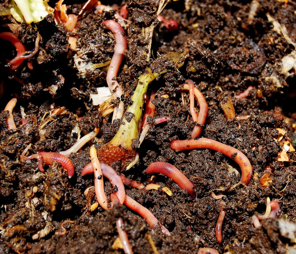 Worms Converting Kitchen Scraps To Compost  