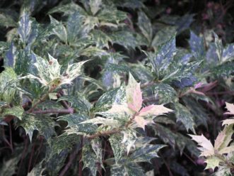 Many colored leaves of Goshiki Holly tea olive osmanthus heterophyllus