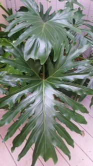 Y:\CAFLS\HGIC\Data\cascade1_word\wordpress images\1509\cut_leaf_philodendron_bhs_15.jpg
