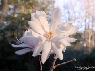 'Waterlily' star magnolia (Magnolia stellata) flower.