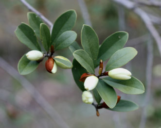 The brown buds of Magnolia laevifolia open to white fragrant flowers.