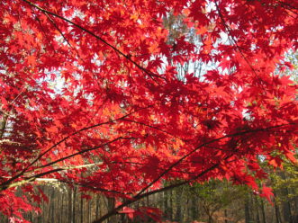 Y:\CAFLS\HGIC\Data\cascade1_word\wordpress images\Japanese maple (Acer palmatum) in full fall color1016\japanese_maple_fall_color1_jw.JPG
