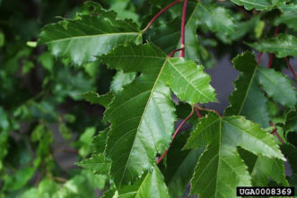 Amur maple (Acer ginnala) leaves.
