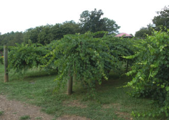 Muscadines growing on a one wire trellis system.