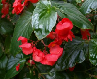 Y:\CAFLS\HGIC\Data\cascade1_word\wordpress images\1552\dragon_wing_begonia_bhs_15.JPG