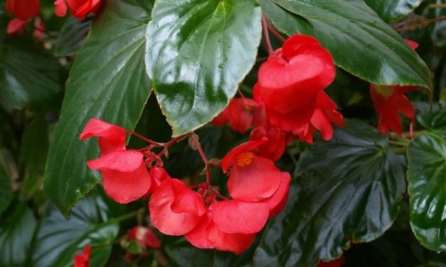 Growing Begonias Indoors