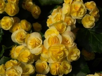 Y:\CAFLS\HGIC\Data\cascade1_word\wordpress images\1552\elatior_begonia_bhs_15.JPG