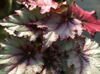Y:\CAFLS\HGIC\Data\cascade1_word\wordpress images\1552\rex_begonia_bhs_15.JPG
