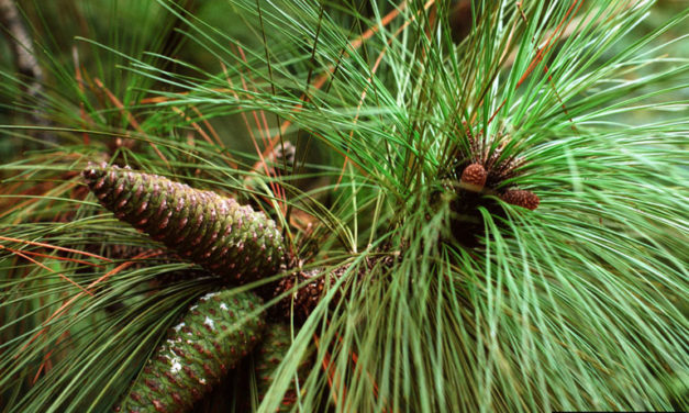 Pine