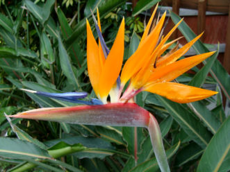 Y:\CAFLS\HGIC\Data\cascade1_word\wordpress images\1562\bird_paradise_bhs_15.JPG