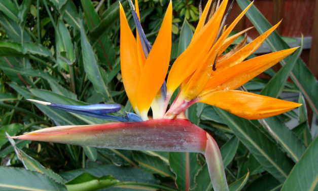 Bird of Paradise