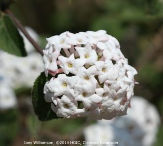 Very fragrant, white flowers of ‘Cayuga’ viburnum (Viburnum x carlcephalum).