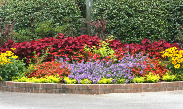 Growing Annuals