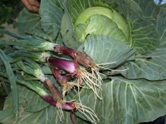 For green or bunching onions, plant sets or transplants in the spring.