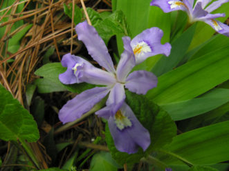Crested Iris (Iris cristata), a low growing native species.