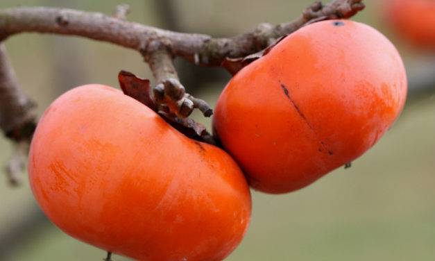 How to Grow Persimmons in South Carolina