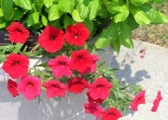 'Madness Red Improved', a floribunda type petunia. 