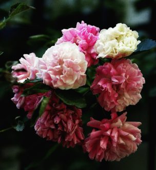 ‘Dorothy Perkins’, a rambling rose