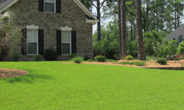 Centipedegrass Yearly Maintenance Program