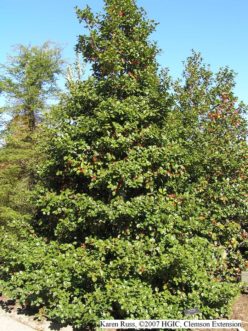 American holly on the corner of a screen planting.