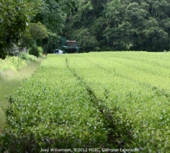 Harvesting the new foliage in hedges of tea camellia (Camellia sinensis) in Charleston, SC at the Charleston Tea Plantation.